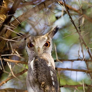 White-faced Scops Owl Otus leucotis Kenya