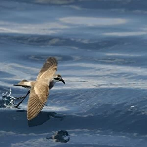 White-faced Storm (Frigate) Petrel feeding over ocean off North Island New Zealand