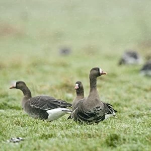 White-fronted Geese Anser albifrons Holkham Norfolk January