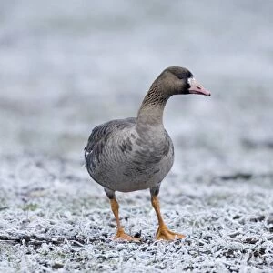 White-fronted Goose Anser albifrons immature Bulgaria winter