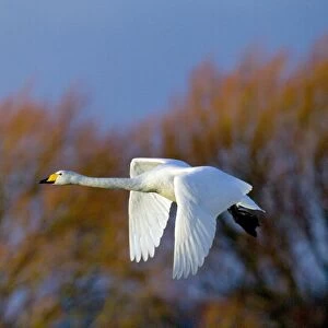 Whooper Swan Cygnus cygnus Caerlaverock Scotland
