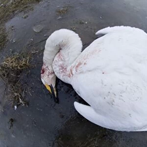Whooper Swan Cygnus cygnus suspected victim of bird flu or power line Balkans Feb 2006