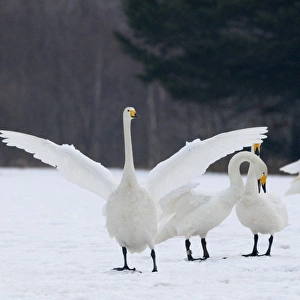 Whooper Swans Cygnus cygnus Hokkaido Japan winter