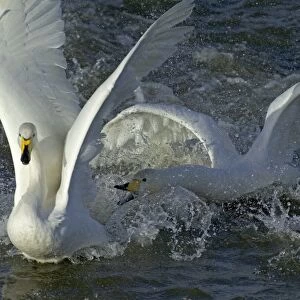 Whooper Swans squabbling adults Cygnus cygnus Caerlaverock Scotland November