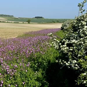 Wild flower margin planted with Red Campion along edge of arable field Norfolk May
