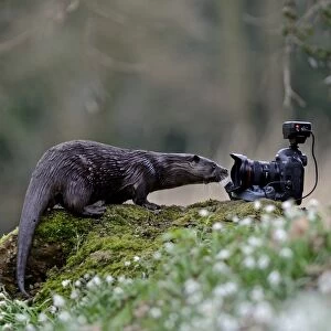 wild river Otter Lutra lutra inspecting camera River Thet Norfolk