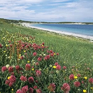 wildflowers including clovers etc growing on Machair, on Balranald RSPB Reserve, North Uist