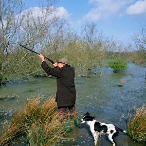 Wildfowler shooting ducks, Kent, winter, UK (with Springer Spaniel dog)