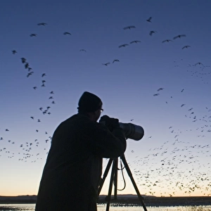 Wildlife photographer photographing Snow Geese leaving roost at dawn Bosque del Apache