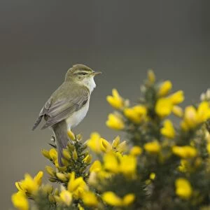 Willow Warbler Phylloscopus trochilus Northumberland spring