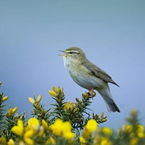 Willow Warbler Phylloscopus trochilus in song Northumberland spring