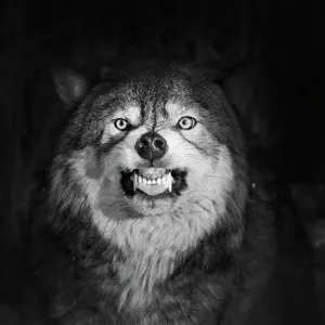 : Black and White