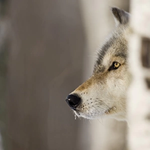 Wolf Canus lupus Minnesota N. America January