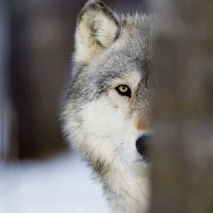 Wolf Canus lupus Minnesota N America January (C)