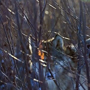 Wolf Canus lupus Minnesota N America January c