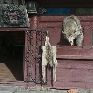 Wolf skins hang on a door Ulan Bator Mongolia