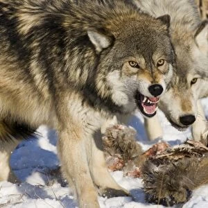 Wolves Canus lupus on kill Minnesota N America January