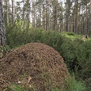 Wood Ants nest in Abernethy forest Speyside Scotland