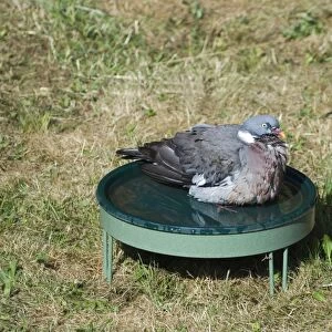 Wood Pigeon Columba palumbus bathing in bird bath in garden Norfolk UK summer