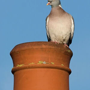 Wood Pigeon Columba palumbus on chimney pot in town Holt Norfolk UK