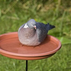 Wood Pigeon Columba palumbus in garden bird bath Norfolk September