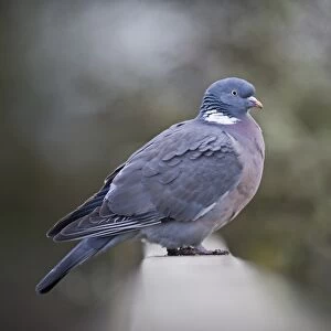 Wood Pigeon Columba palumbus Norfolk winter
