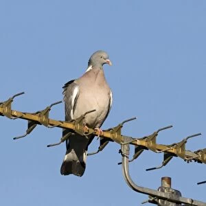 Wood Pigeon Columba palumbus on TV aerial in town Holt Norfolk UK