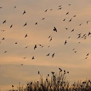 Wood Pigeons Columba palumbus arriving at winter roost Cley Norfolk