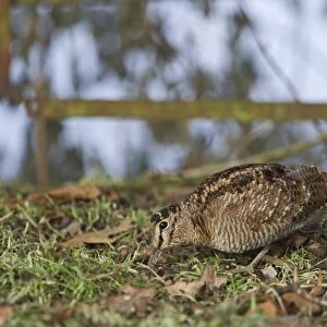 Woodcock Scolopax rusticola Norfolk winter