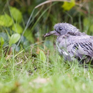 Woodpigeon Columba palumbus juvenile (squab) just out of the nest in suburban garden
