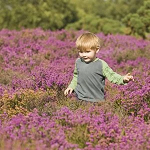 Young boy (3) amongst heather in summer Norfolk UK