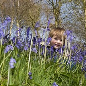 Young boy (3 yr old) in Bluebells Kent April