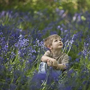 Young boy exploring in Bluebell Wood Norfolk May