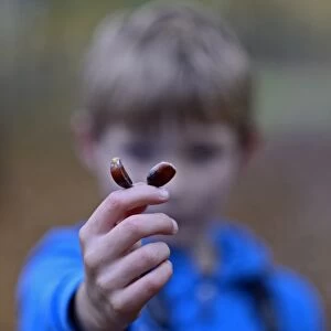 Young boy holding up Sweet Chestnuts in woodland autumn Norfolk