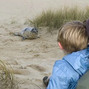 Young boy and mother looking at Grey Seal pup on Norfolk beach autumn