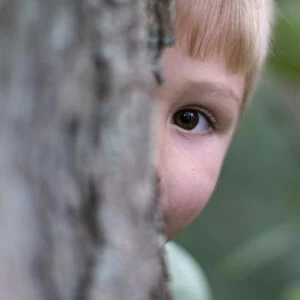 Young boy peeping around tree in woodland Norfolk August