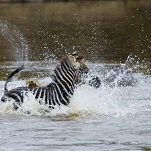 Zebra foal caught by Crocodile Mara River Masai Mara Kenya