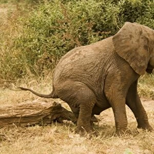 African Elephant (Loxodonta africana) young scratching on log, Lake Manyara N. P. Tanzania