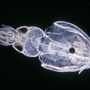 Alloteuthis subulata, recently hatched young squid, vential view