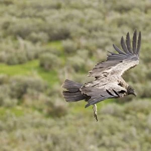 Andean Condor (Vultur gryphus) immature, in flight, Patagonia, Chile, november