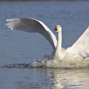 Bewicks Swan (Cygnus bewickii) adult, with wings spread, landing on water, Slimbridge, Gloucestershire, England