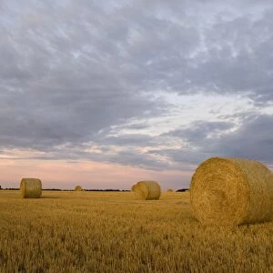 Big round straw bales in stubble field at sunset, North Norfolk, England, summer