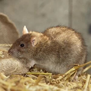 Brown Rat (Rattus norvegicus) adult, foraging in barn, Devon, England (captive)