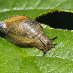 Common Amber Snail (Succinea putris) adult, crawling on partially eaten leaf, Priory Water Nature Reserve