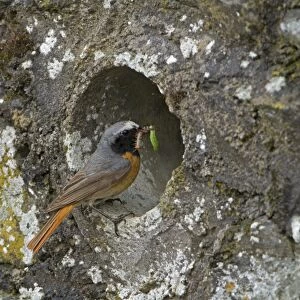 Common Redstart (Phoenicurus phoenicurus) adult male, carrying food to nest at drainage pipe in wall, Clwyd, Wales