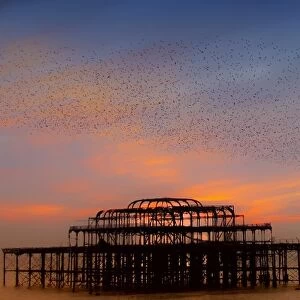 Common Starling (Sturnus vulgaris) flock, in flight over sea, gathering at evening roost site of ruined pier, West Pier, Brighton, East Sussex, England
