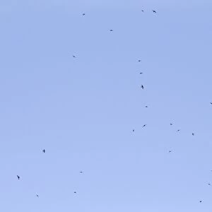 Common Swift (Apus apus) flock, in flight, feeding, Castilla y Leon, Spain, June