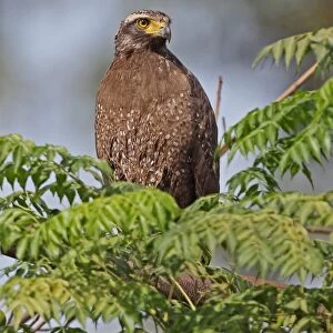 Crested Serpent-eagle (Spilornis cheela burmanicus) adult, perched on branch, near Prey Veng, Cambodia, January