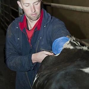 Dairy farming, farmer artificially inseminating dairy cow, England, November