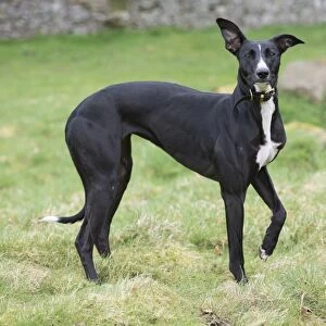 Domestic Dog, mongrel (Greyhound crossbreed), adult, wearing collar, standing on grass, Allendale, Northumberland